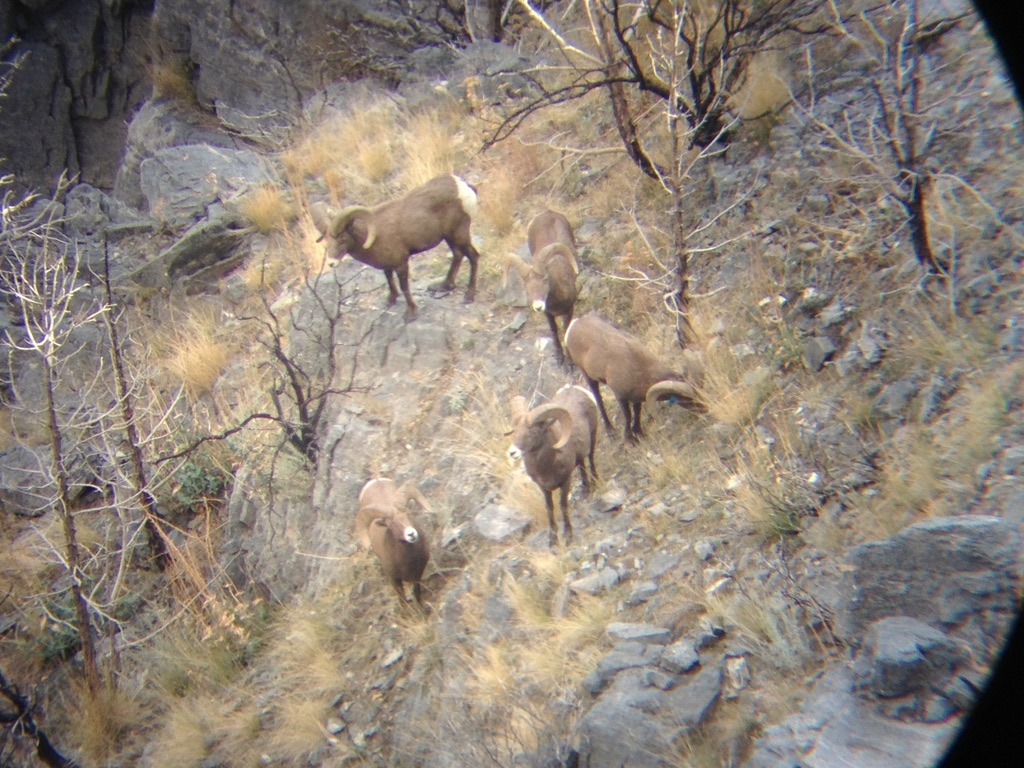 Desert sheep on rocky terrain, viewed through a scope